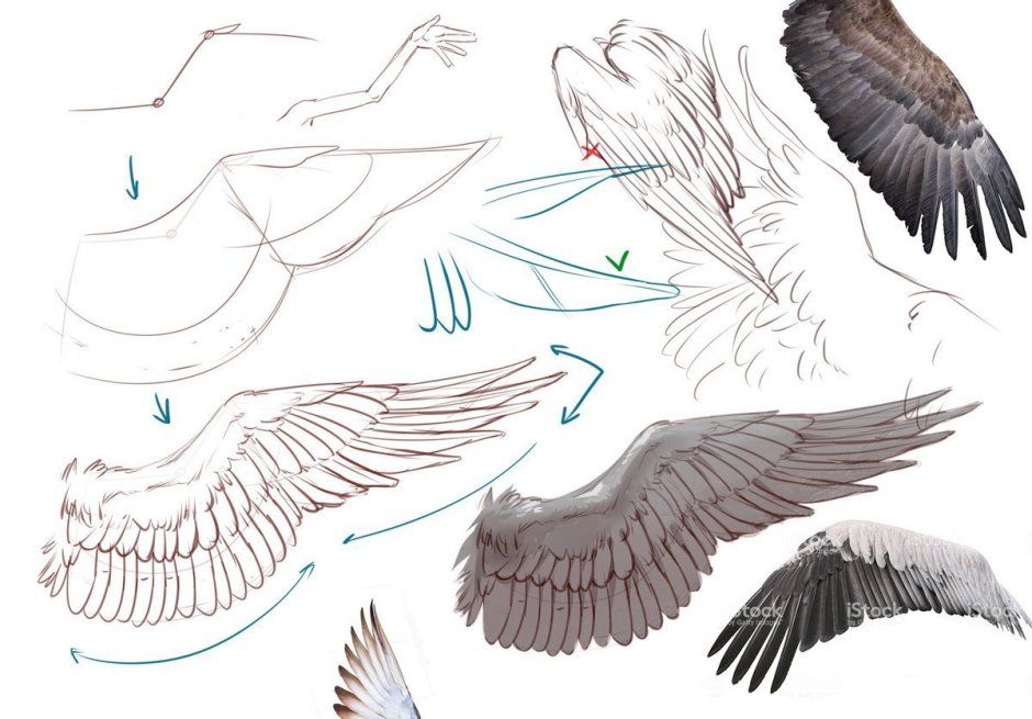 Крылья ангела референс сложенные