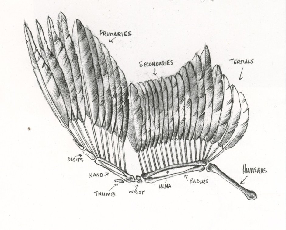 Строение крыла Совы скелет