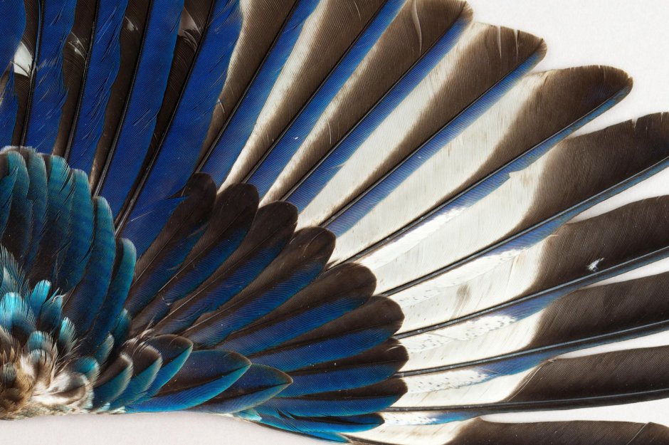 Крыло птицы перья