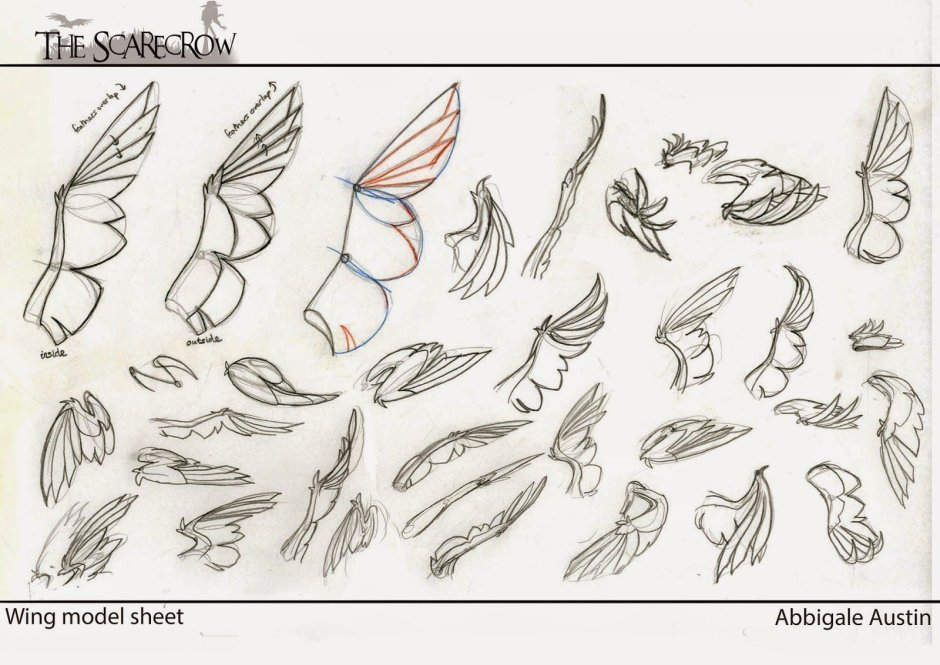 Анатомия крыльев для рисования