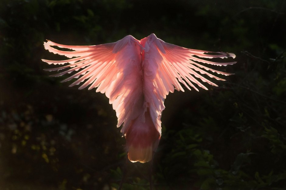 Птичьи Крылья