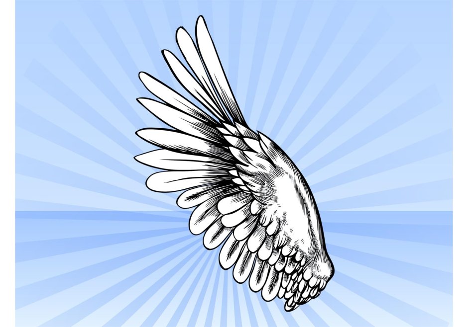 Крылья птиц для детей