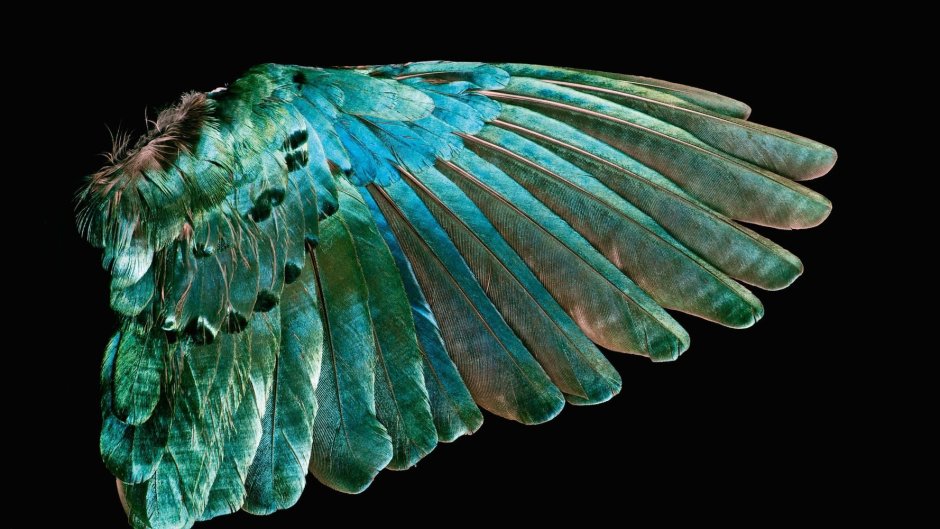 Крыло птицы