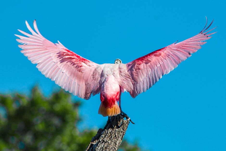 Красивые Крылья птиц