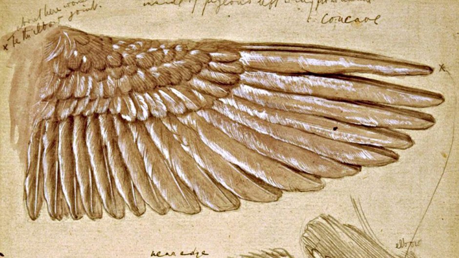 Птицы Леонарда да Винчи