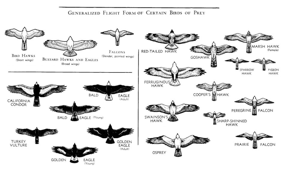 Wingspan для распечатки
