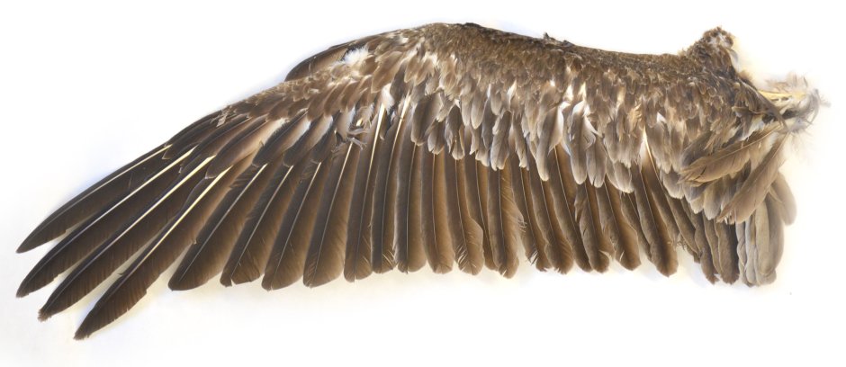 Крылья птиц для детей