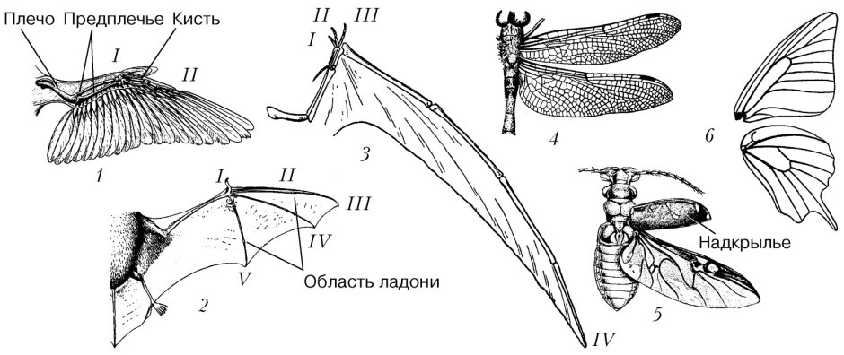 Конвергенция Крылья бабочки и птицы