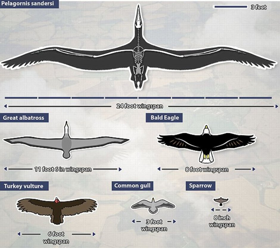 Аргентавис размах крыльев
