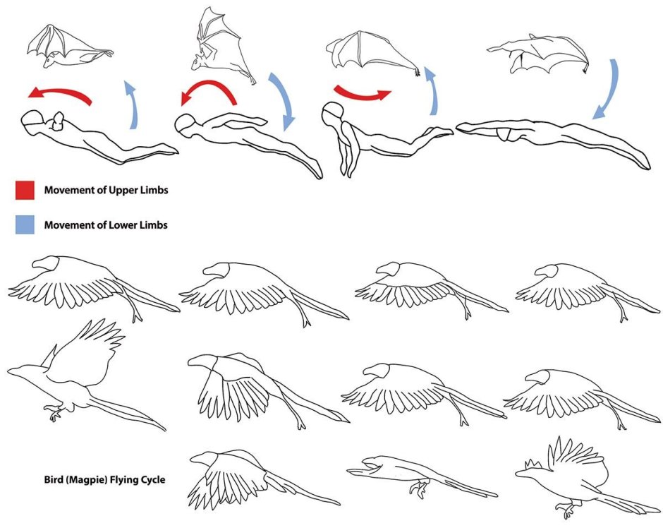 Птицы в движении