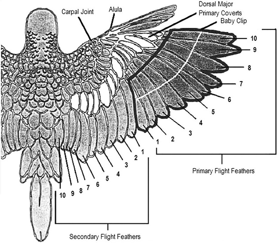 Строение крыла волнистого попугая