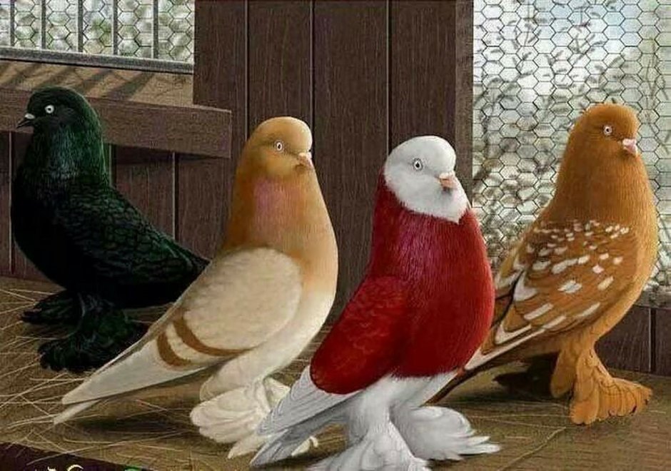 Декоративные цветные голуби