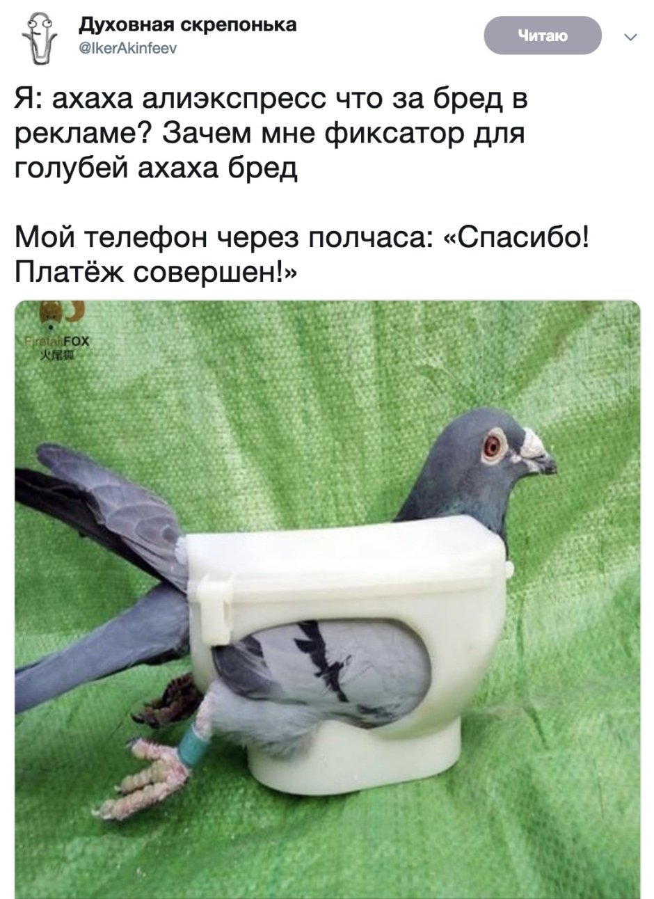 Фиксатор для голубей