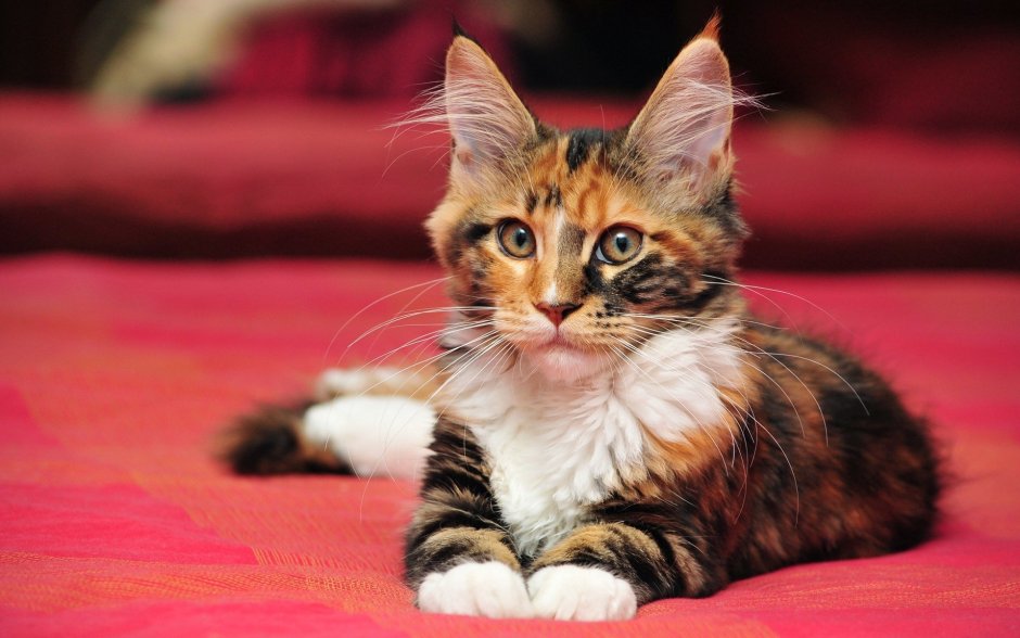 Котята мейкуна трехцветные