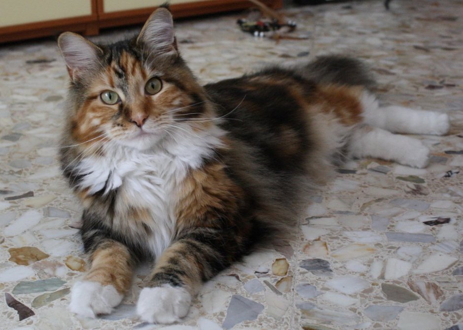 Трехцветные коты Мейн кун