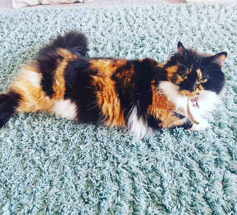 Норвежская Лесная кошка черепаховая