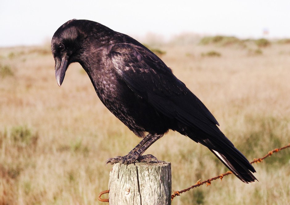 Ворона американская (Corvus brachyrhynchos)