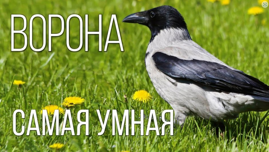 Полярная Сова злая