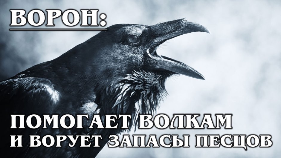 Ворон на спине