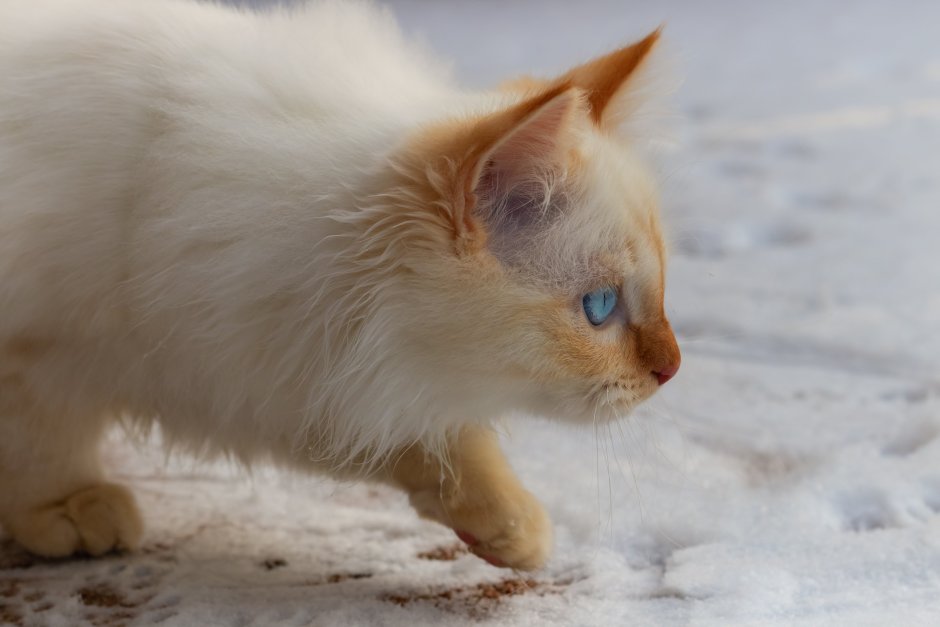 Кошка ред Пойнт