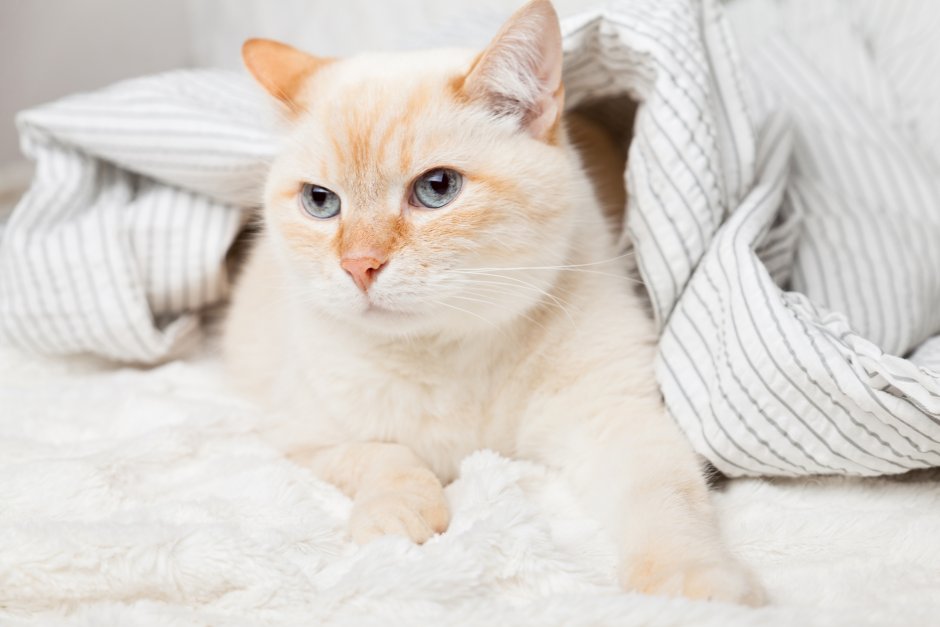 Сиамская кошка ред Пойнт