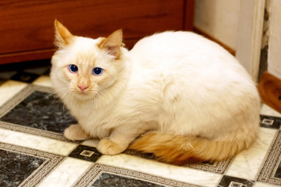 Шотландская вислоухая кошка колор Пойнт