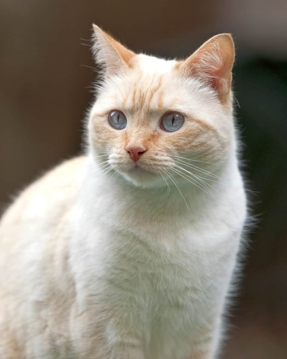 Как смешиваются коты