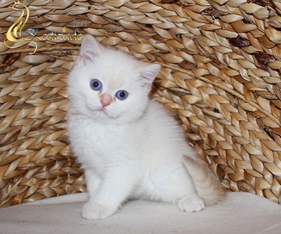 Шотландские котята ред Пойнт