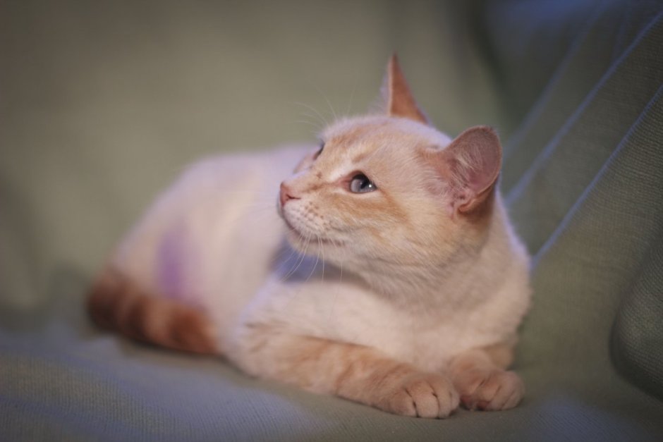 Тайская кошка ред Пойнт котенок