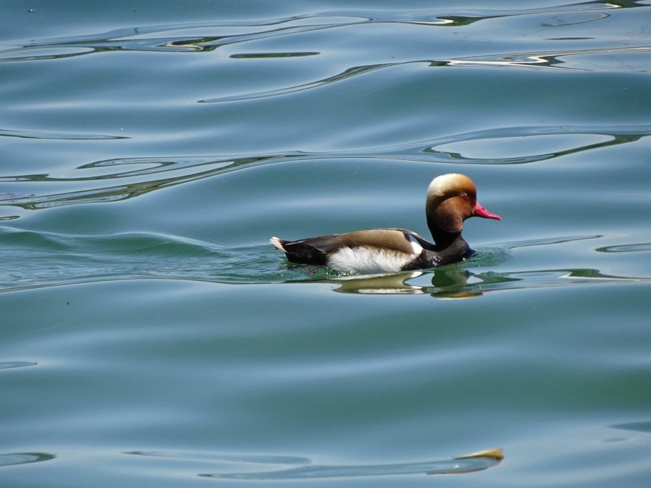 Aythya innotata