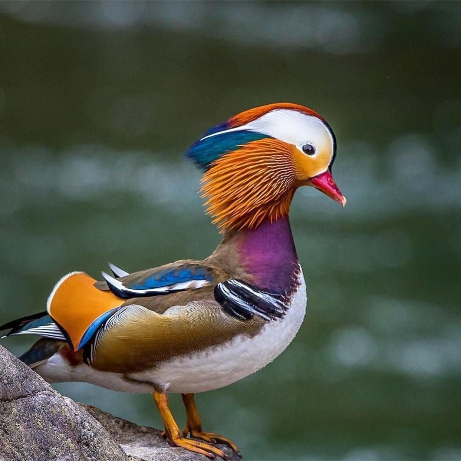 Утка кряква (Anas platyrhynchos)