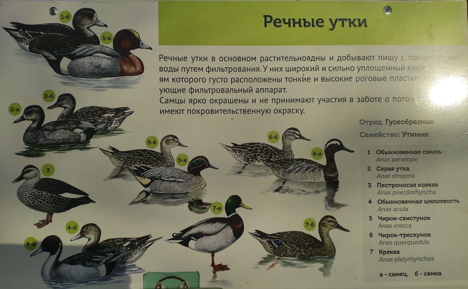 Порода уток Нырков