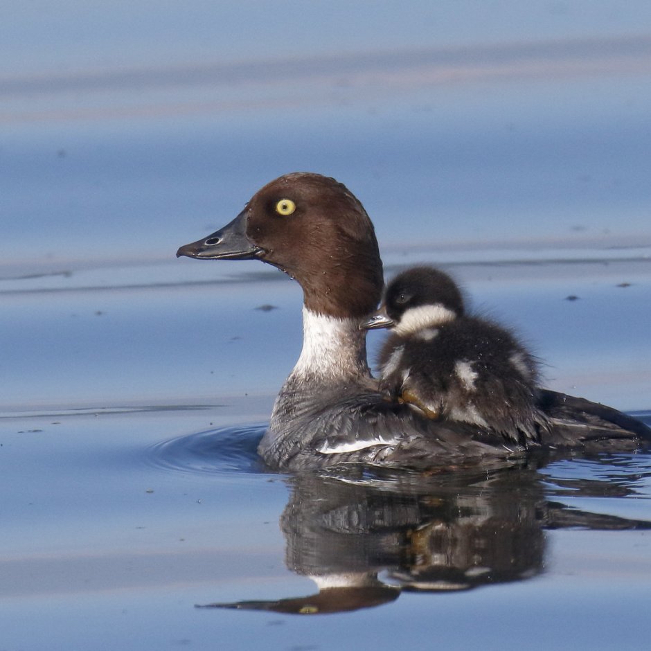 Aythya collaris