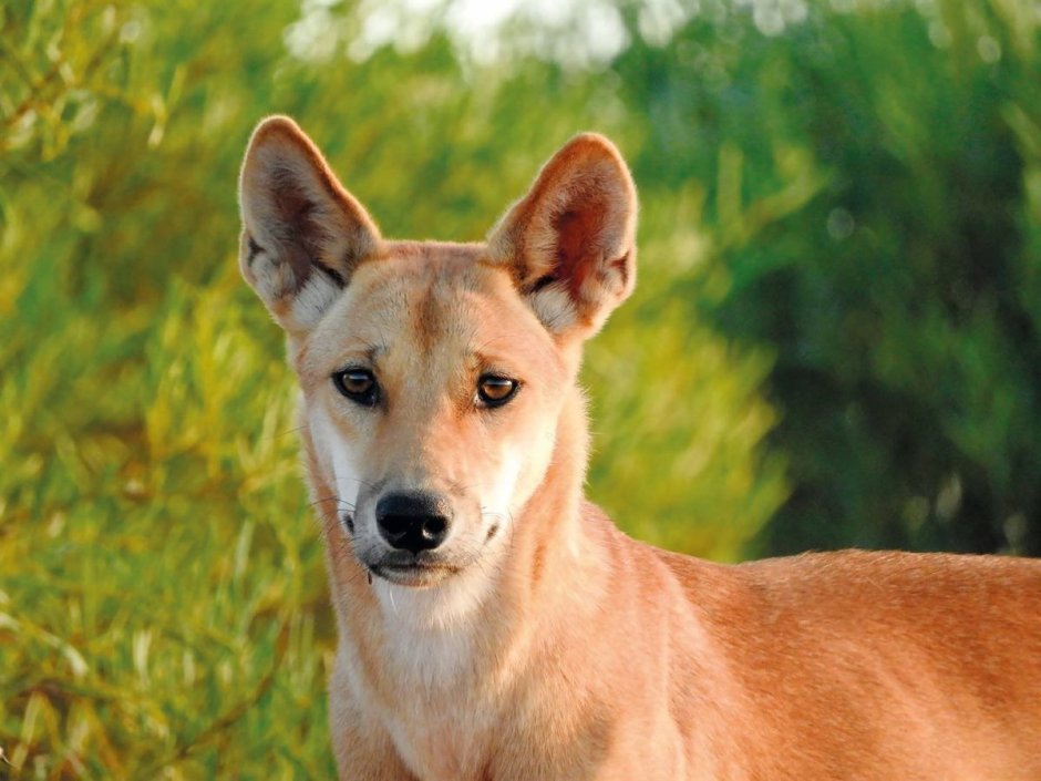 Dingo Dog