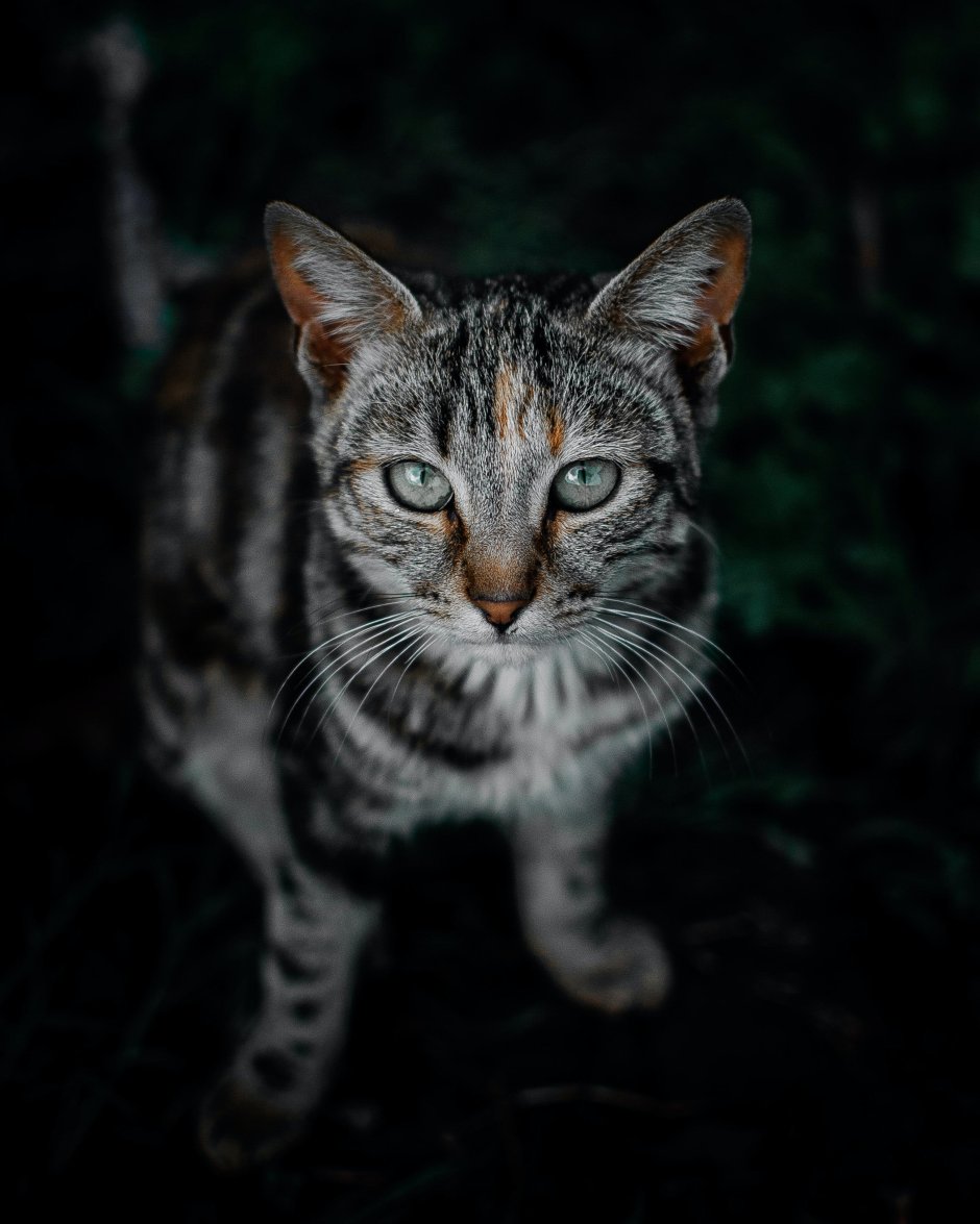 Кот табби