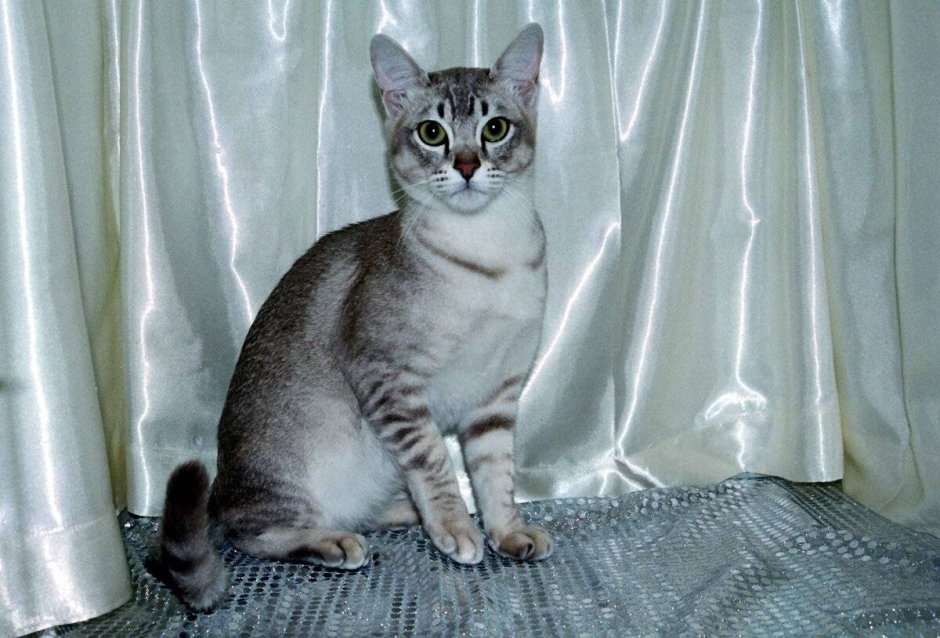 Азиатская табби кошка