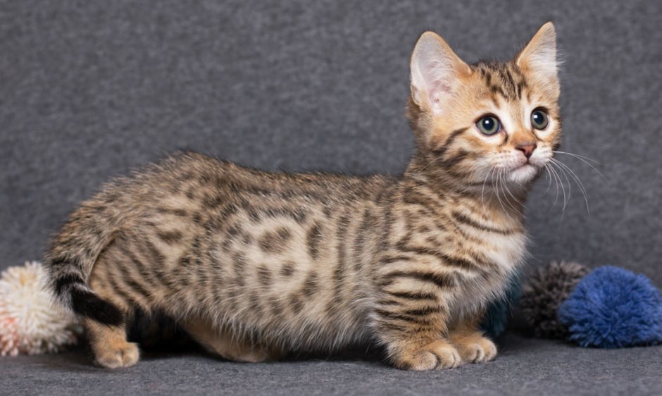 Азиатская табби кошка