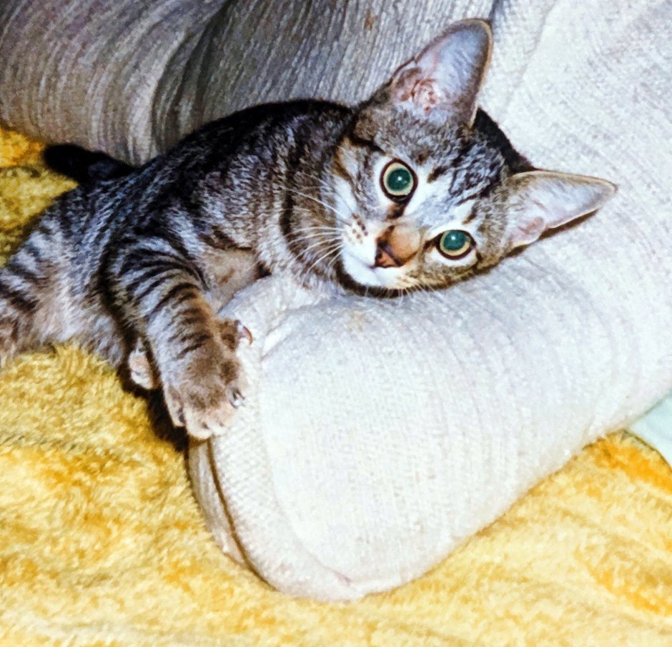 Бенгальская кошка ф1
