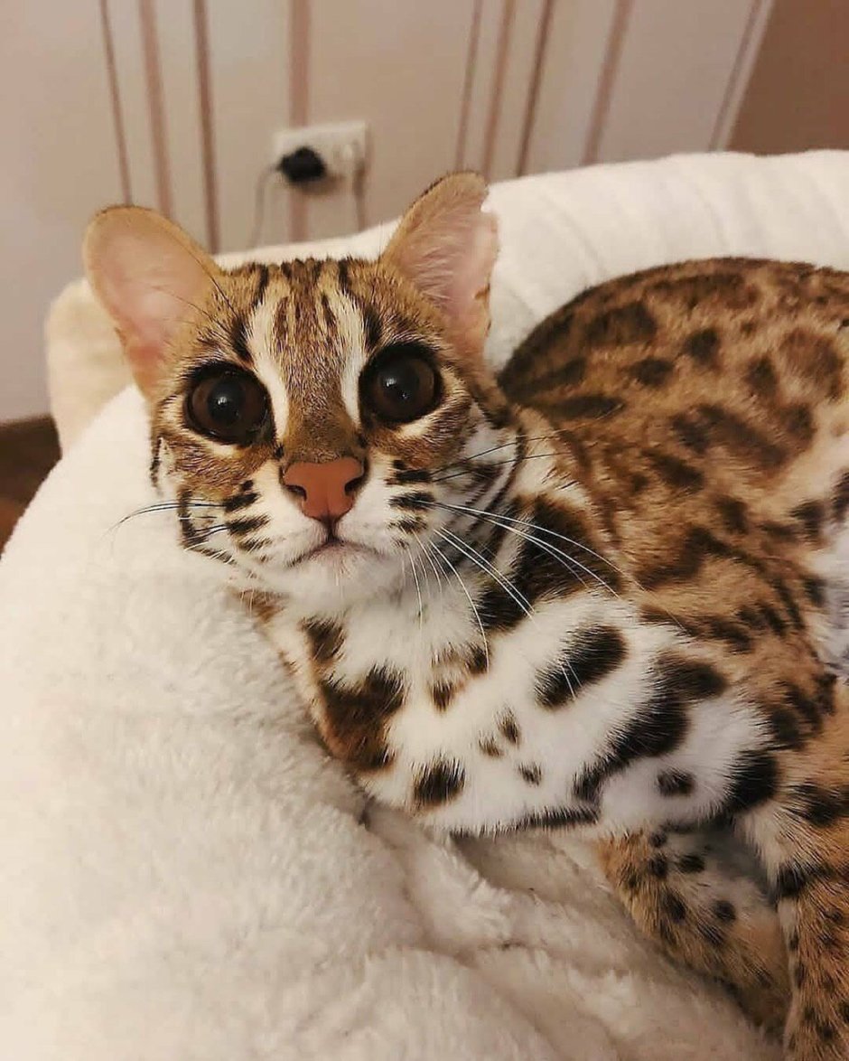 Кошка европейская короткошерстная серая полосатая