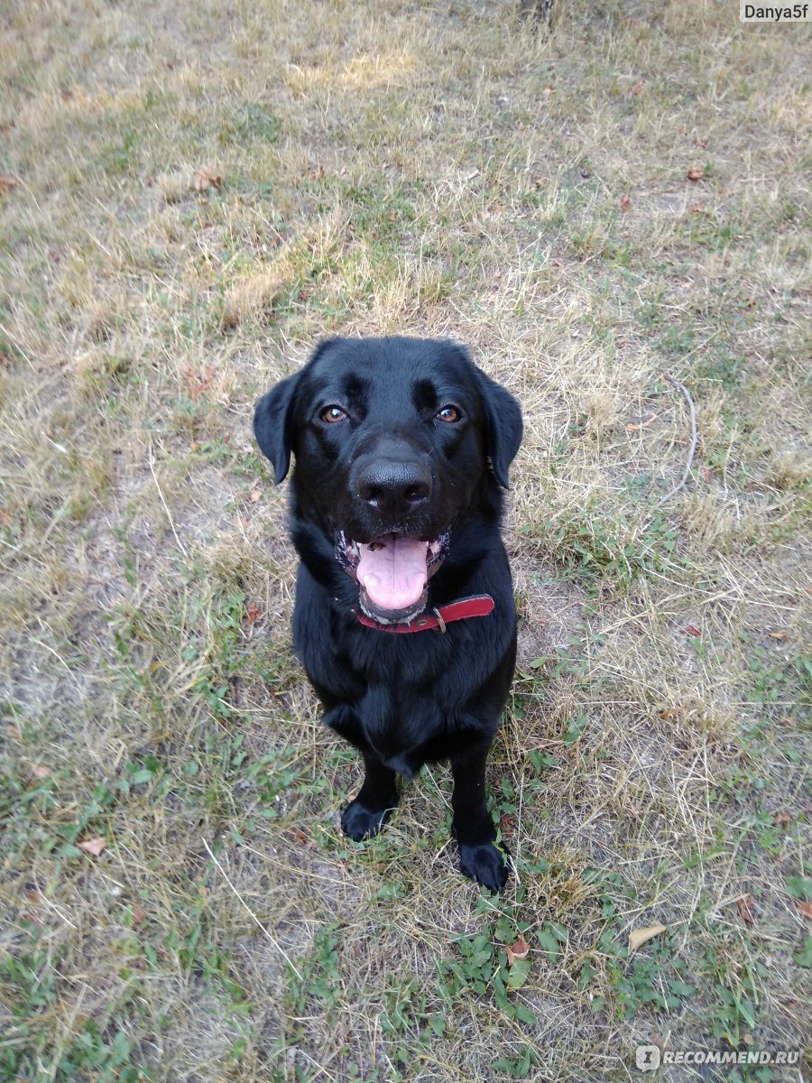 Метис лабрадора и немецкой овчарки