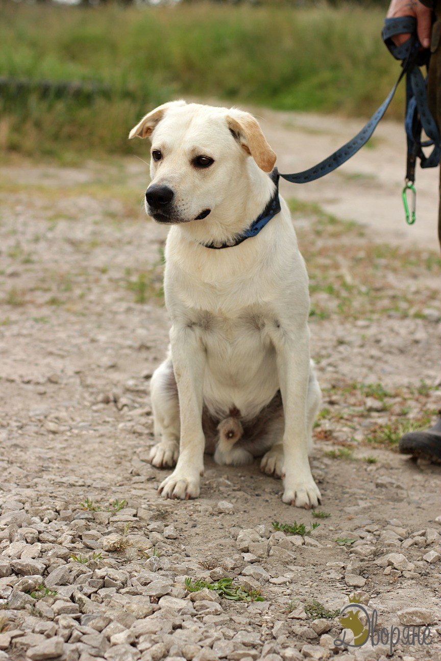 Лабрадор метис чёрный 4 месяца