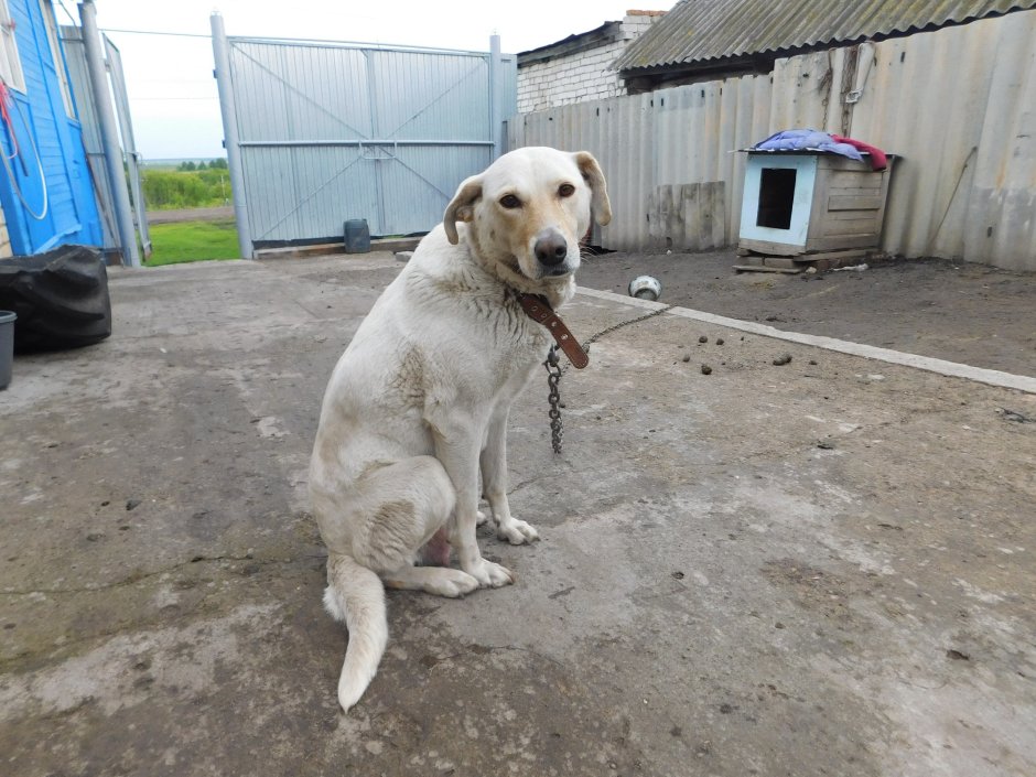 Помесь лабрадора и дворняги