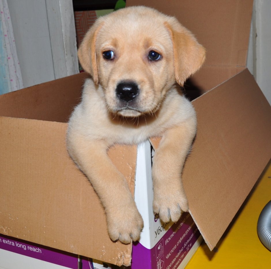 Метис лабрадора и дворняги черные