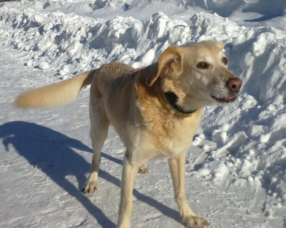 Лабрадор дворняжка