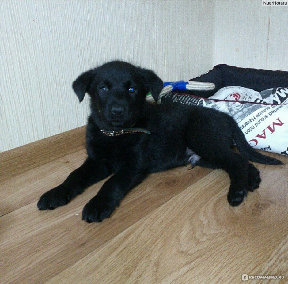 Метис лабрадора и дворняги черные