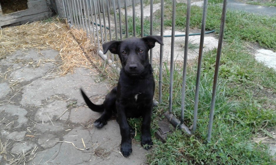 Метис лабрадора 27 фотосайт вплатье.ру