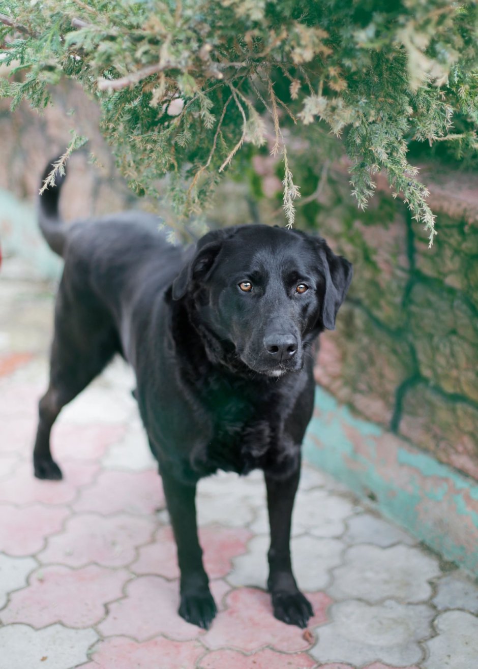 Метис лабрадора и дворняги щенок