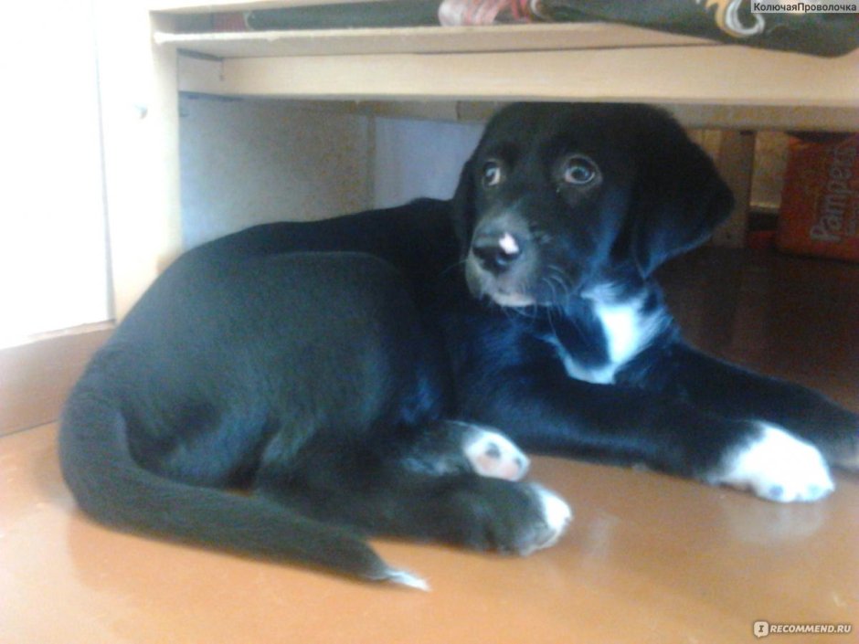 Метис лабрадора и дворняжки