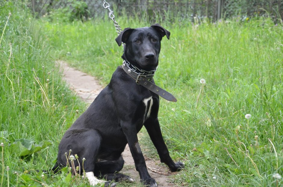 Лабрадор дворняжка