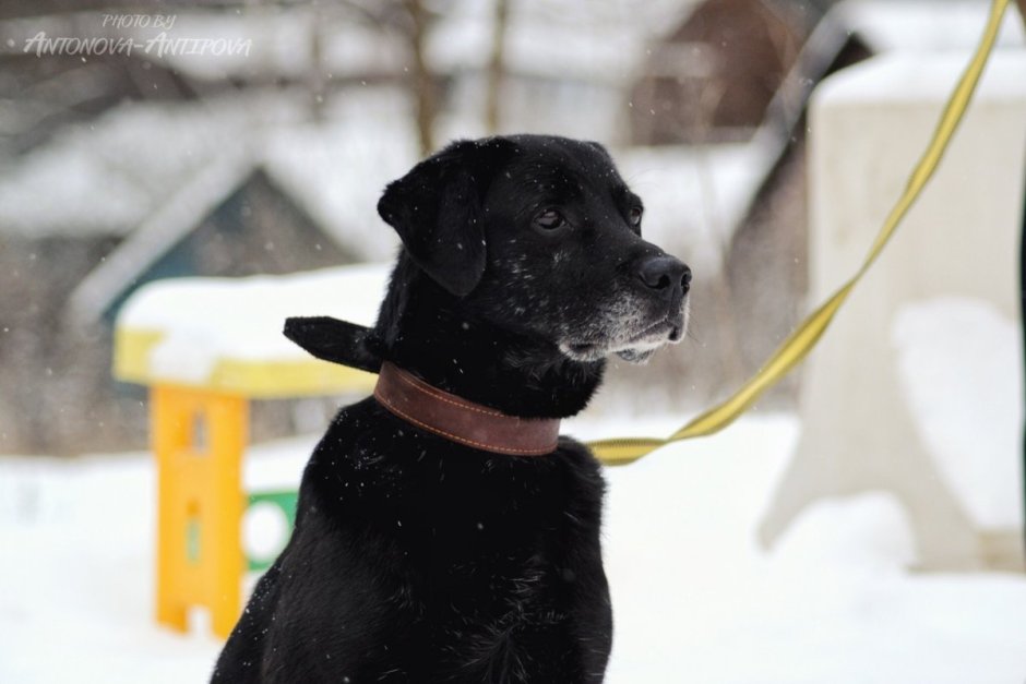Метис лабрадора и дворняги щенок